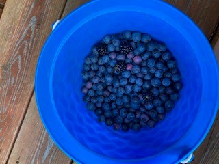 Blueberries and blackberries