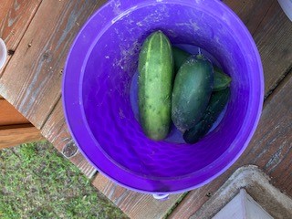 First cucumbers of the season!
