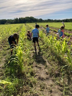 Picking Blueberries and Blackberries