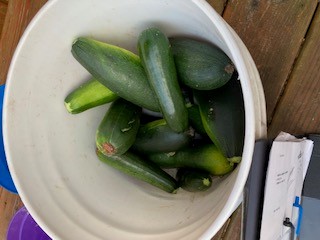 First zucchini of the season!